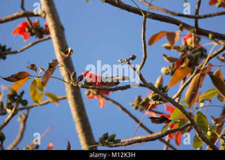 Bird with  Bombax ceiba Flower with blue sky background Stock Photo