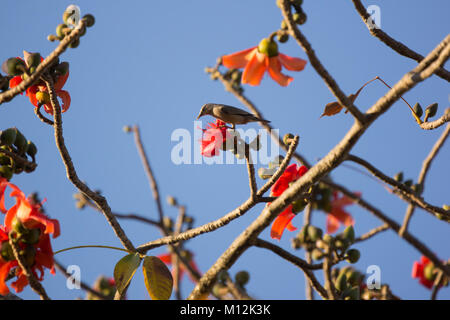 Bird with  Bombax ceiba Flower with blue sky background Stock Photo