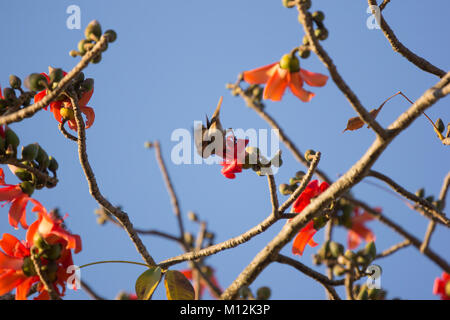 Bird with  Bombax ceiba Flower with blue sky background Stock Photo