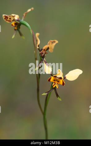 Leopard orchid (Diuris pardina) flowers Stock Photo