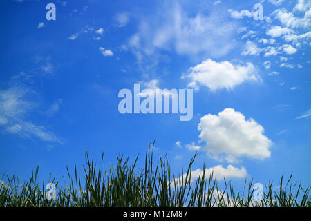 White fluffy clouds on vivid sunny blue sky over green grass field, Nature Background Stock Photo