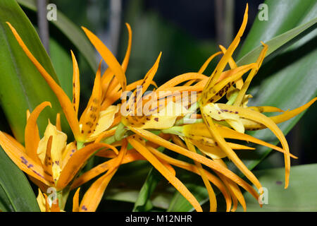 Brassada (Brassia) Orange Delight  A complex  Orchid Hybrid Stock Photo