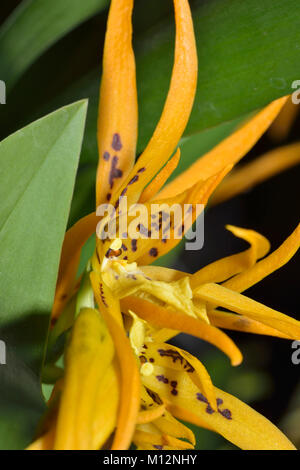 Brassada (Brassia) Orange Delight  A complex  Orchid Hybrid Stock Photo