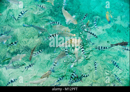A school of Dascyllus fish off Royal Davui Island, Fiji. Dascyllus depend on coral reefs, which are in abundance around Fiji. Stock Photo