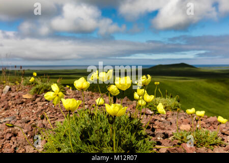 Arctic Poppy (Papaver radicatum) grows from the volcanic soil of St. Paul Island in the Pribilofs in Southwest Alaska. Stock Photo