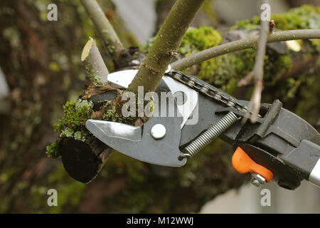 gardener pruning old tree with pruning shears Stock Photo