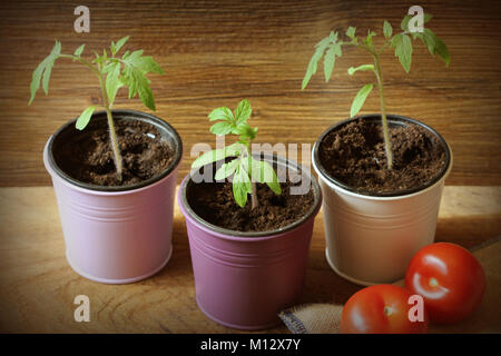 Young tomato seedlings growing in pots on wooden backdround. Gardening concept. Stock Photo