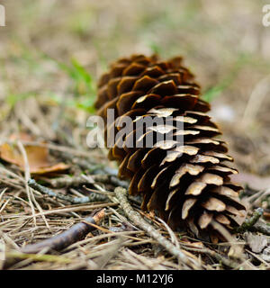 A pine cone lying on the ground Stock Photo