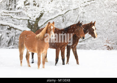 Cute foals on snow-covered meadow Stock Photo