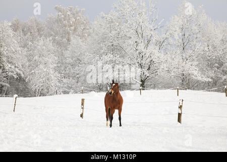 Alone horse on snow-covered meadow Stock Photo