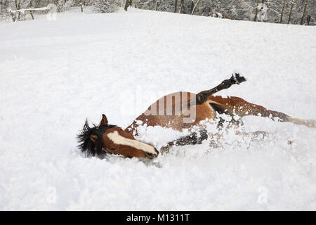 Horse is falling down on a snow-covered meadow Stock Photo