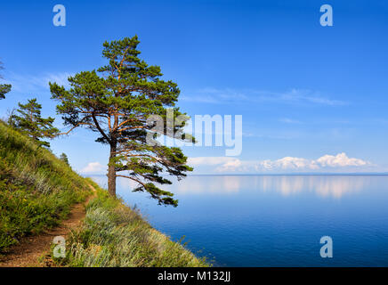 One pine on a hillside near Baikal water. National Park. Irkutsk region. Russia Stock Photo