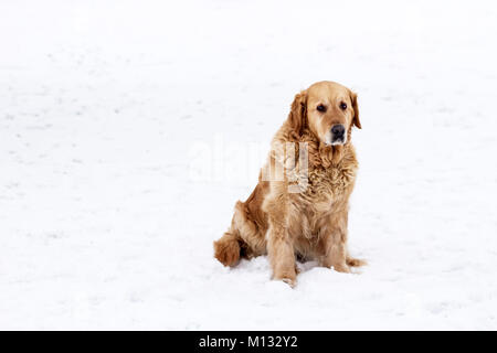 old golden retriever dog winter portrait with snow Stock Photo