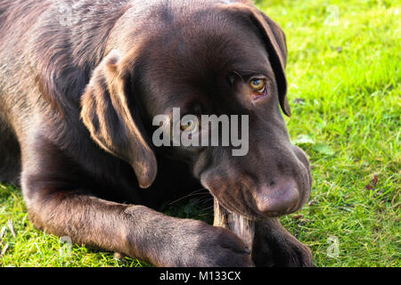 Brown Labrador - Close-up shot of a Chocolate Labrador's face as she chews a piece of bark on a grassy field with hazel puppy-dog eyes Stock Photo