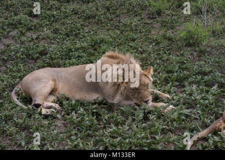 Male lion, King of the jungle, sleeping peacefully in the Serengetti in Tanzania on a lush green bed with furry paws and mane Stock Photo