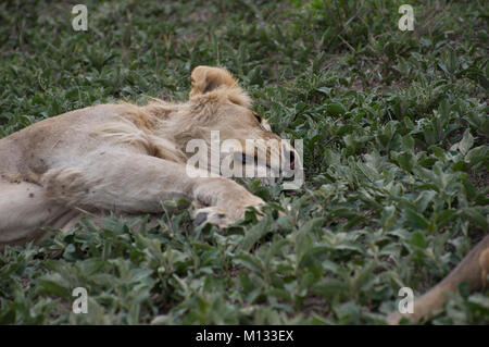 Male lion, King of the jungle, sleeping peacefully in the Serengetti in Tanzania on a lush green bed with furry paws and mane Stock Photo