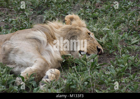 Male lion, King of the jungle, sleeping peacefully in the Serengetti in Tanzania on a lush green bed with furry paws and mane Stock Photo