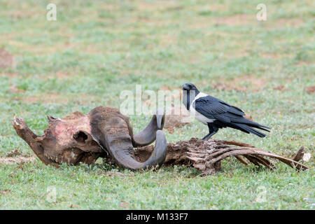 Pied crow (Corvus albus) the carcass of a Cape Buffalo (Syncerus caffer caffer), Addo Elephant National Park, Eastern Cape Province, South Africa Stock Photo