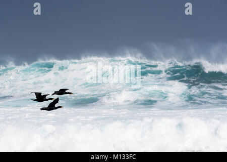 Three Cape Cormorant (Phalacrocorax capensis) flying over rough sea, Cape of good hope, Cape penninsula, South Africa Stock Photo