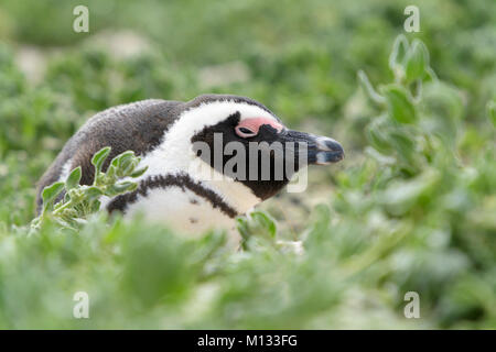 African penguin, jackass penguin, black-footed penguin (Spheniscus demersus), portrait. Boulder beach, South Africa Stock Photo