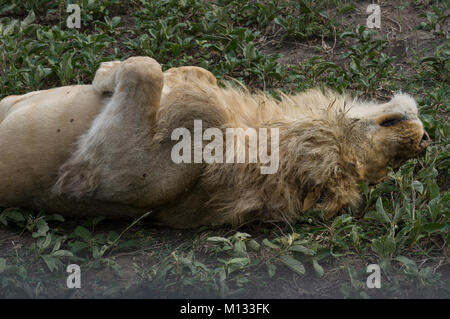 Male lion, King of the jungle, sleeping peacefully in the Serengetti in Tanzania on a lush green bed with furry paws and mane Stock Photo