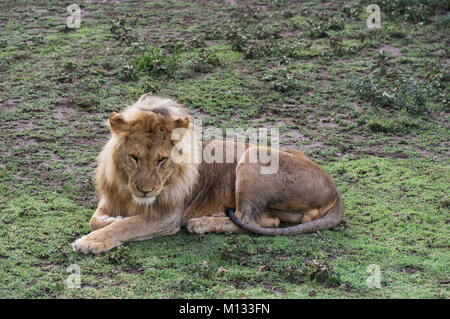 Male lion, King of the jungle, in the Serengetti in Tanzania on a lush green bed with furry paws and mane Stock Photo