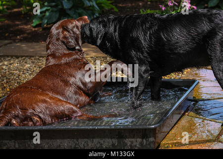 Two dogs playing in a pool of water - Brown and black Labrador splashing in a pool of water on a warm summers day Stock Photo