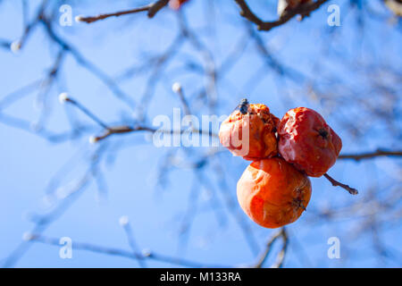 Dry apple, quince rotten fruit on the tree in orchard, organic food. Stock Photo