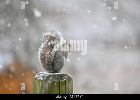 Grey squirrel in snow storm Stock Photo
