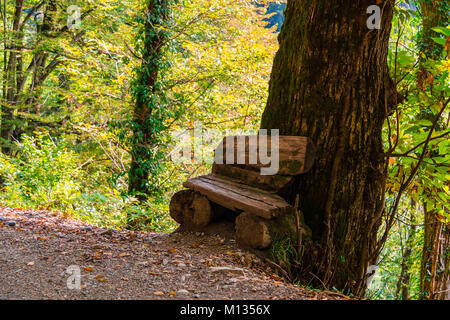 A rough bench near the big trunk of a tree growing on a cliff in sunny autumn day, Sochi, Russia Stock Photo