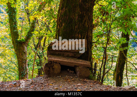 A rough bench near the big trunk of a tree growing on a cliff in sunny autumn day, Sochi, Russia Stock Photo