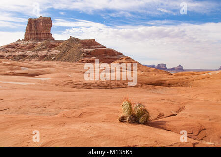 Lone cactus grows in the sandstone near a butte in Lake Powell, Utah Stock Photo