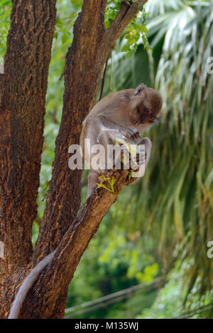 Monkey sitting on a tree and eats from a stolen package tourists with food Stock Photo