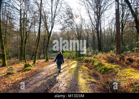 Woman walking along a muddy track with books on through trees,  Hampshire in winter. Stock Photo