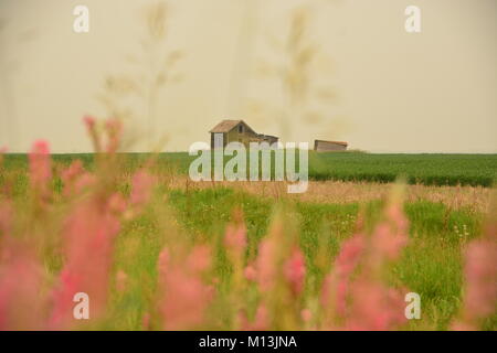 Run down farmhouse in the Canadian Countryside, flowers in the front. Stock Photo