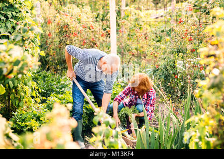 Senior couple gardening in the backyard garden. Stock Photo