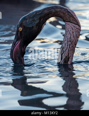 Greater flamingo head covered in mud searching for food. Stock Photo