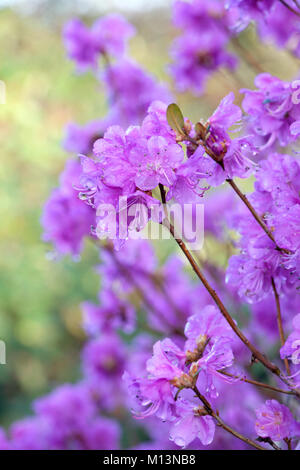 The rose-purple flowers of Rhododendron dauricum Midwinter in late January. Stock Photo