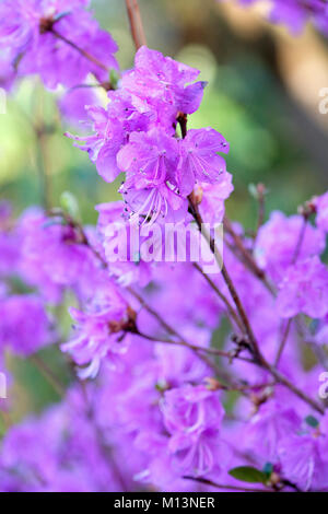 The rose-purple flowers of Rhododendron dauricum Midwinter in late January. Stock Photo