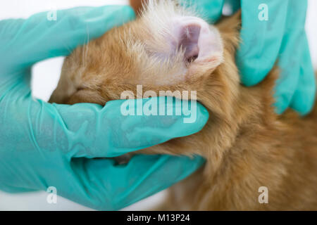 A cat having a check-up in his ear by a veterinarian Stock Photo
