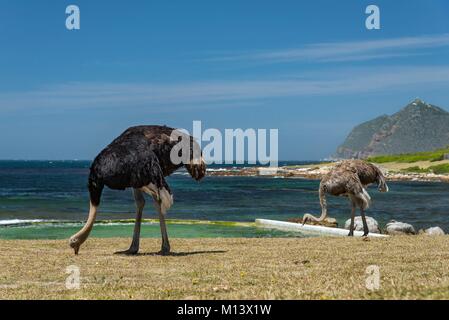 South Africa, Western Cape, Cape Peninsula, Buffels Bay Picnic Site and Tidal Pool, a couple of ostriches Stock Photo