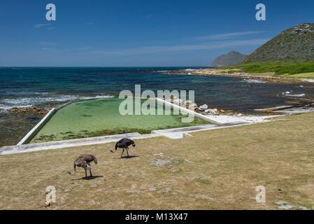 South Africa, Western Cape, Cape Peninsula, Buffels Bay Picnic Site and Tidal Pool, a couple of ostriches Stock Photo