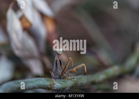 Closeup of a Praying Mantis (European mantis) front legs . Shallow depth of field. Stock Photo