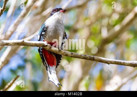 Cuba, province of Sancti Spiritus, the National Park of Caguanes, Trogon of Cuba or Tocororo (Priotelus temnurus), endemic in Cuba, it is the national bird for its colors reminding those of the Cuban flag Stock Photo