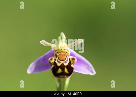 France, Indre, Saint Michel en Brenne, Brenne Regional Nature Park, Cherine Nature Reserve, bee orchid (ophrys apifera) Stock Photo