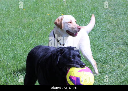 Buster and Sam Dog, yellow and black labs enjoying playing in a field in the summer sun Stock Photo