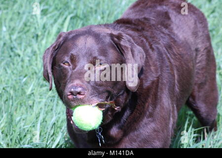 An Old Chocolate Labrador carrying 2 tennis balls in his mouth in the sunshine Stock Photo