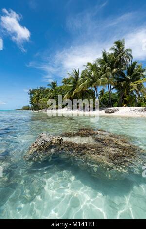 France, French Polynesia, Tuamotu Archipelago, Rangiroa Atoll, cruises aboard the Aranui 5 mixed cargo ship, coral potato and palm trees Stock Photo