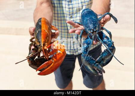 Canada, New Brunswick, Shippagan, New Brunswick Marine Centre, black and red bicolour lobster and blue lobster (homarus americanus) Stock Photo
