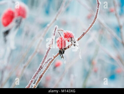 the bright red berries of wild rose covered with white frosty crystals of frost in the winter garden Stock Photo